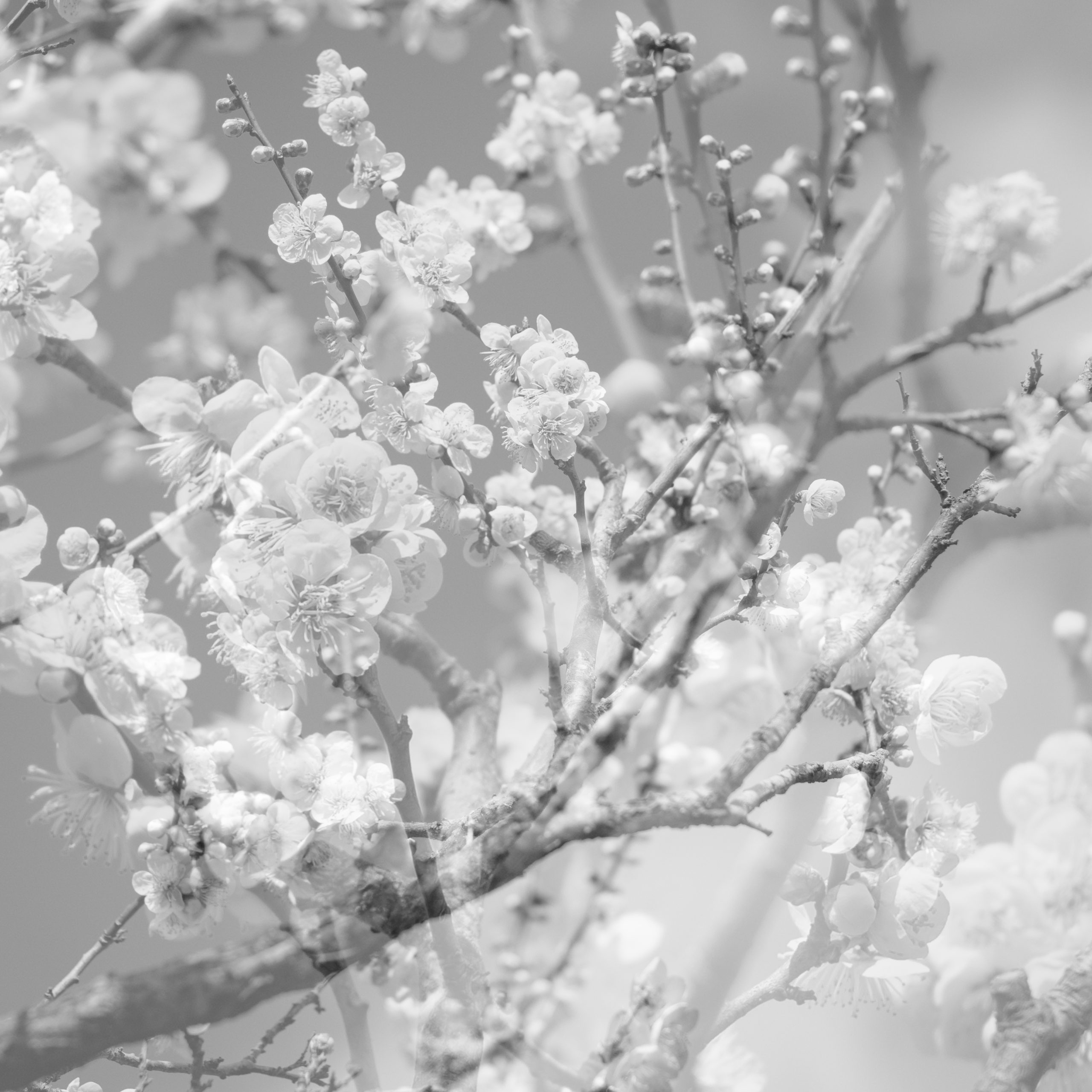 NEW RELEASE: Masabumi Kikuchi’s ‘Hanamichi – The Final Studio Recording Vol.II’ is out October 24, 2025 via Red Hook Records NEW RELEASE: Masabumi Kikuchi’s ‘Hanamichi – The Final Studio Recording Vol.II’ is out October 24, 2025 via Red Hook Records